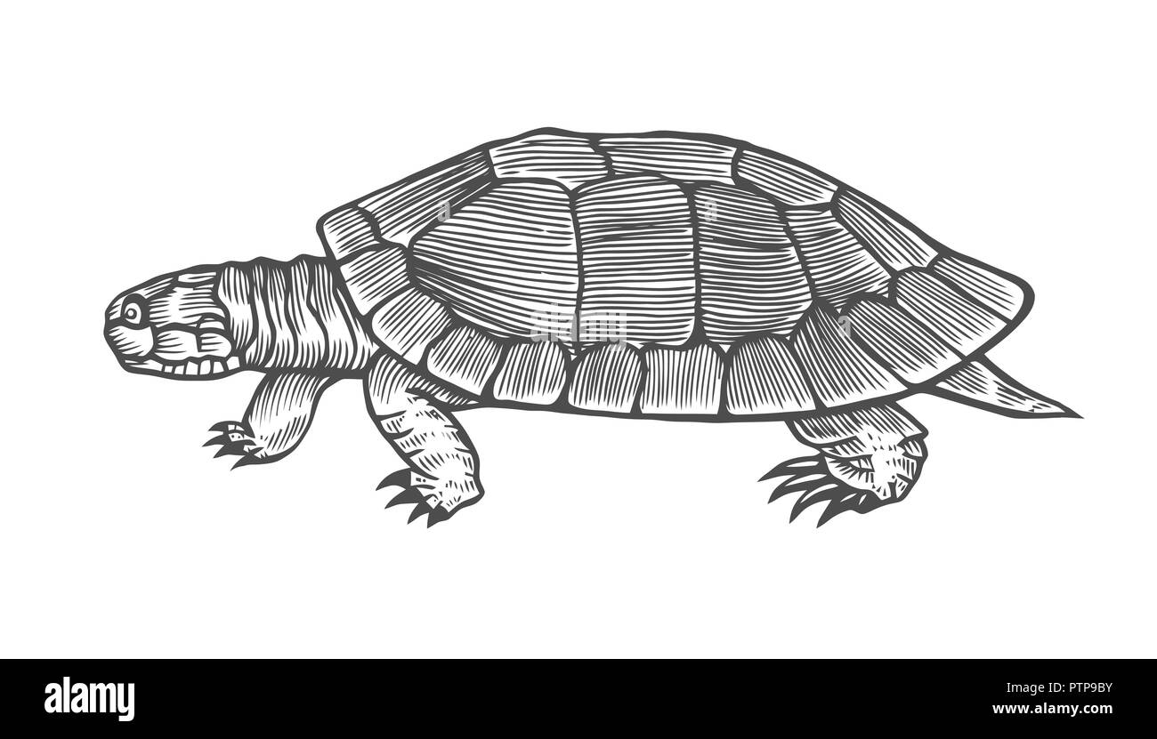 Scratchboard Turtle