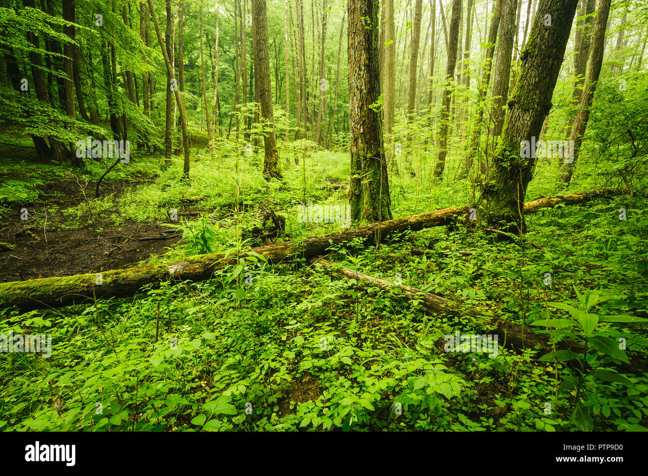 Lush green forest hi-res stock photography and images - Alamy