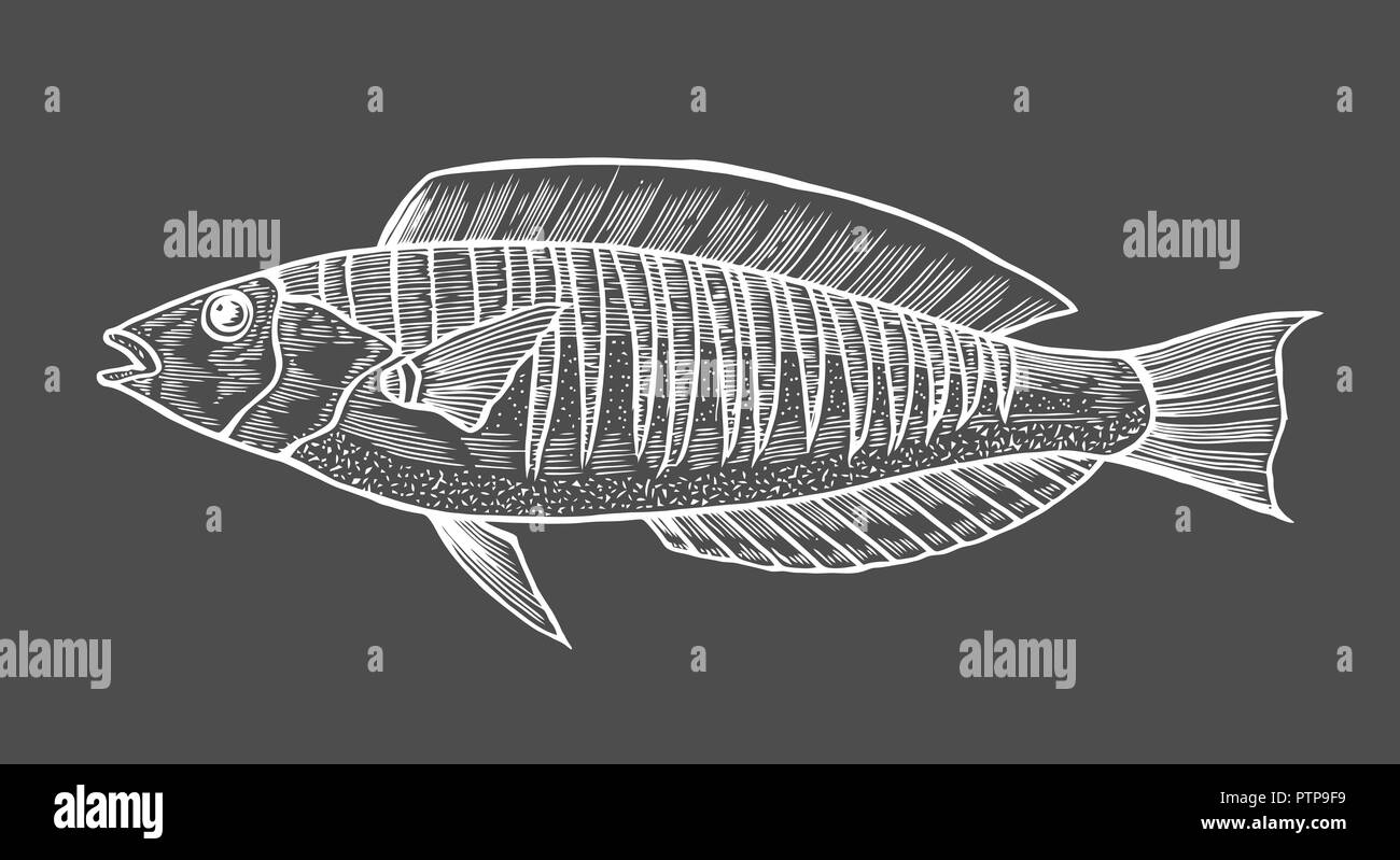 Ink sketch of fish. Hand drawn vector illustration on black background. Retro style. Stock Vector