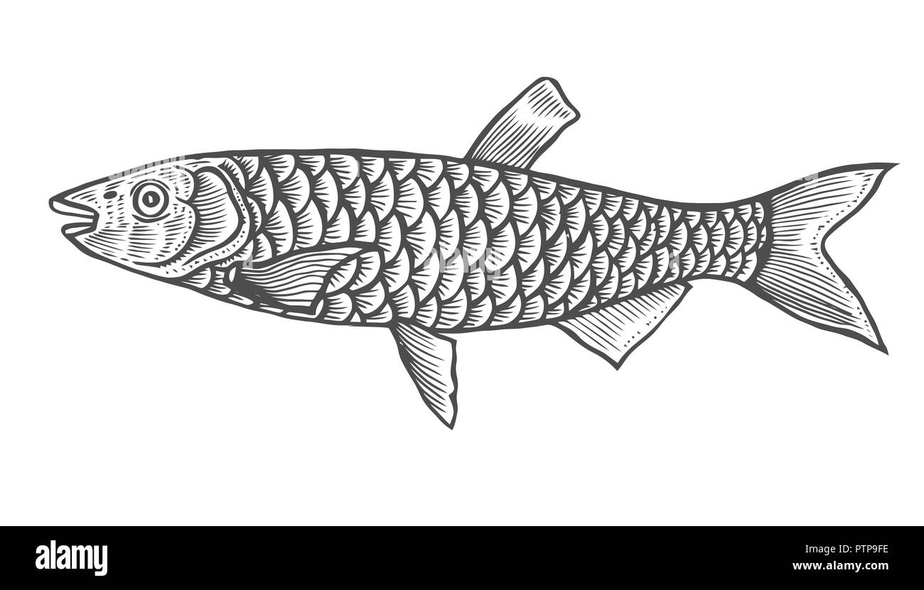 Ink sketch of fish. Hand drawn vector illustration on white background ...