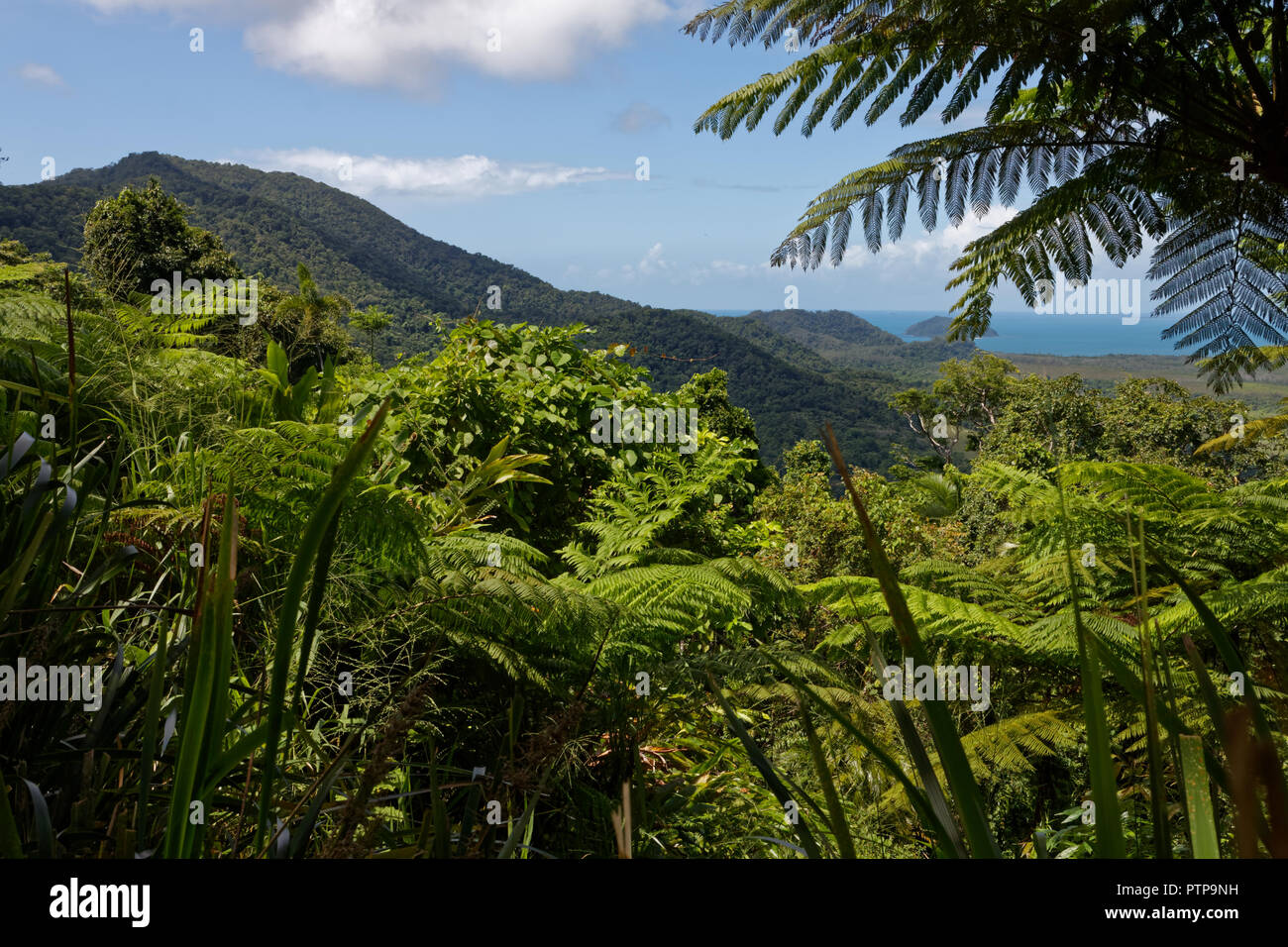 Australian rainforest 2 Stock Photo