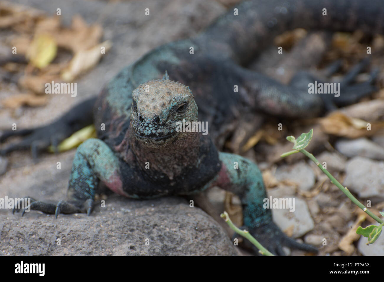 Colourful turquoise and pink marine iguana in the wild on Espanola ...