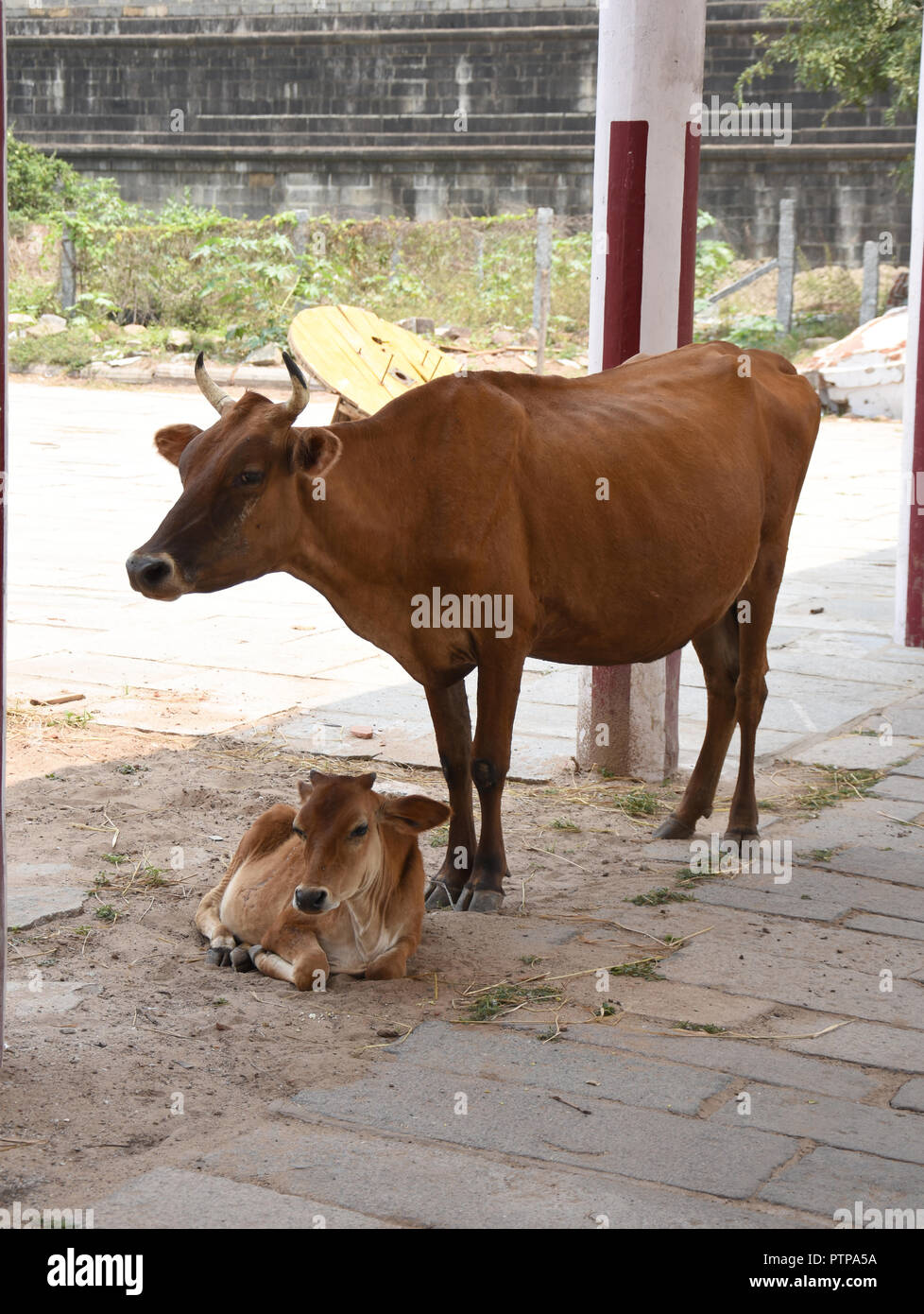 Temple Cow & her Calf at Chidhambaram Temple, South India Stock Photo