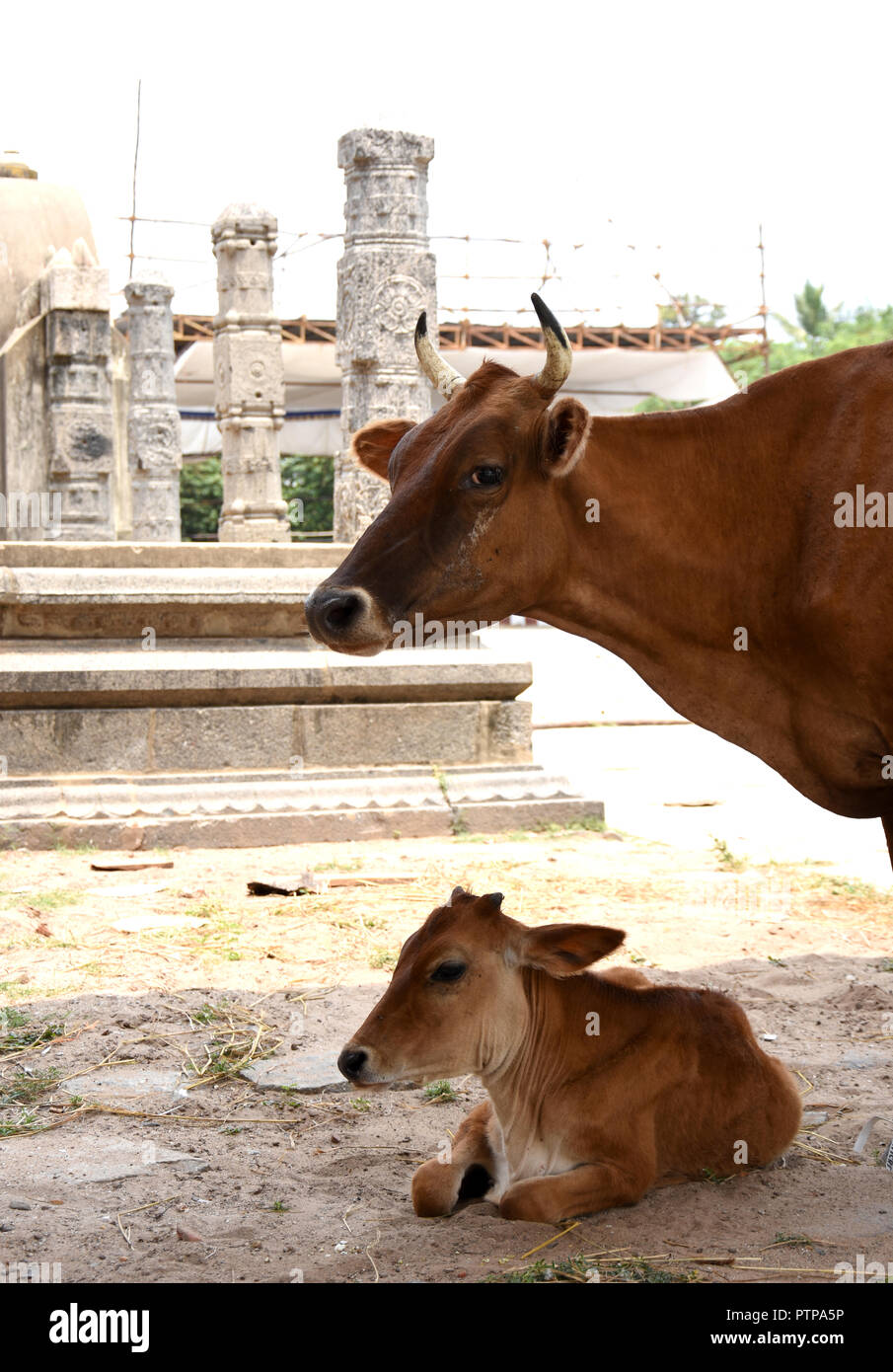 Temple Cow & her Calf at Chidhambaram Temple, South India Stock Photo