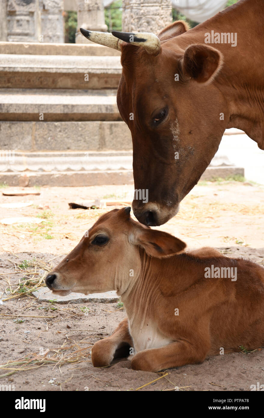Temple Cow & her Calf at Chidhambaram Temple, South India Stock Photo