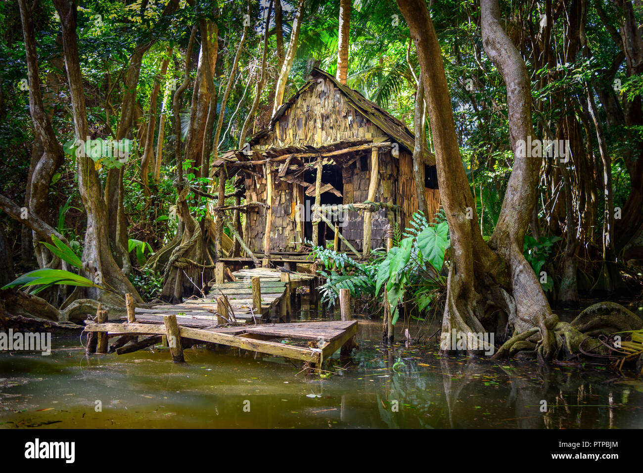 Cabin in the forest and mangrove on a river bank at the indian river in Dominica, house is used in pirates of the caribbean movie as calypso's house. Stock Photo