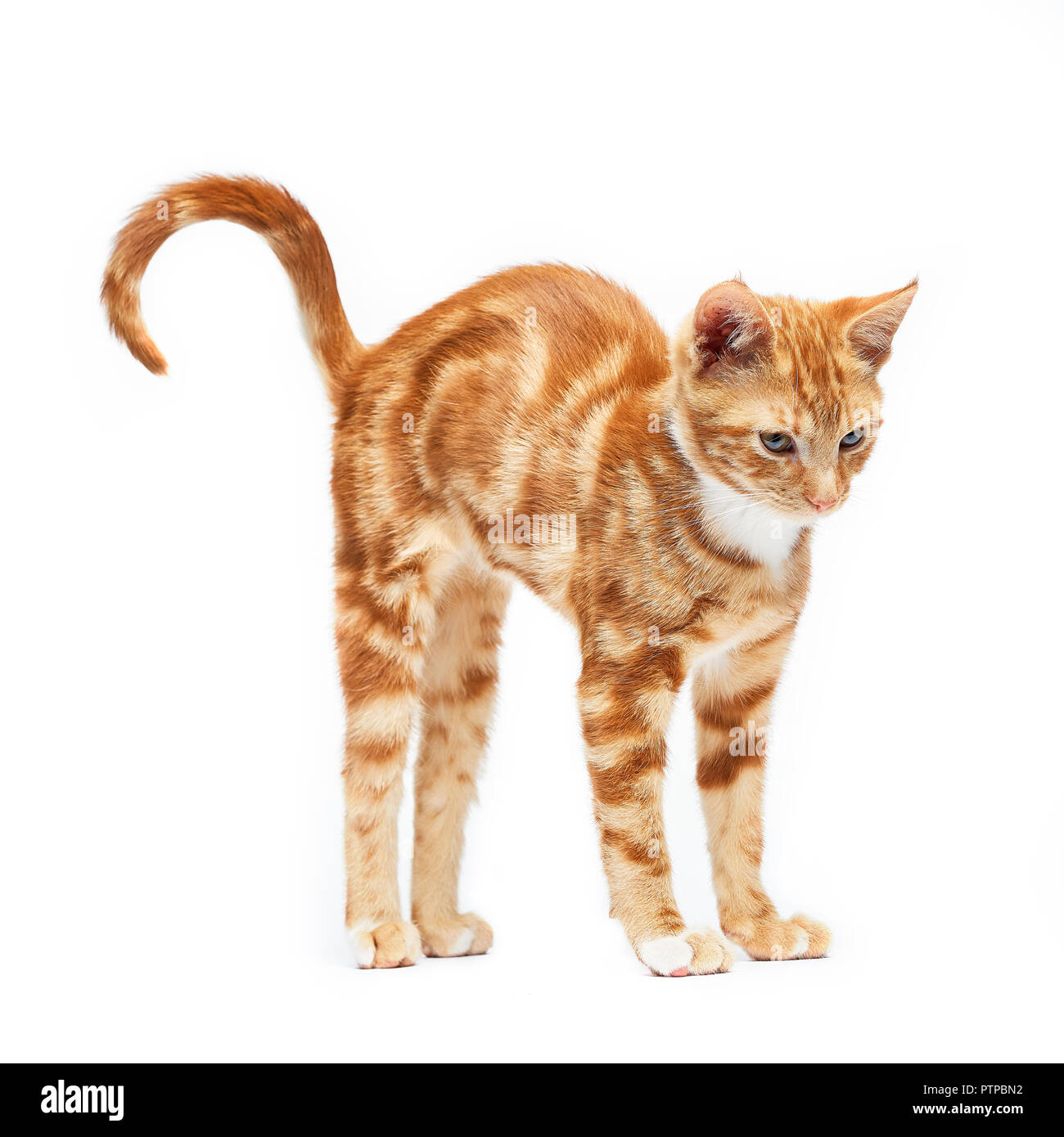 Adorable ginger red tabby kitten stretching, isolated on a white background. Stock Photo