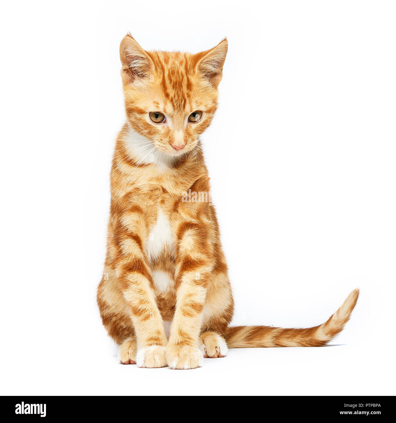 Adorable ginger red tabby kitten isolated on a white background with ears like devil horns. Stock Photo