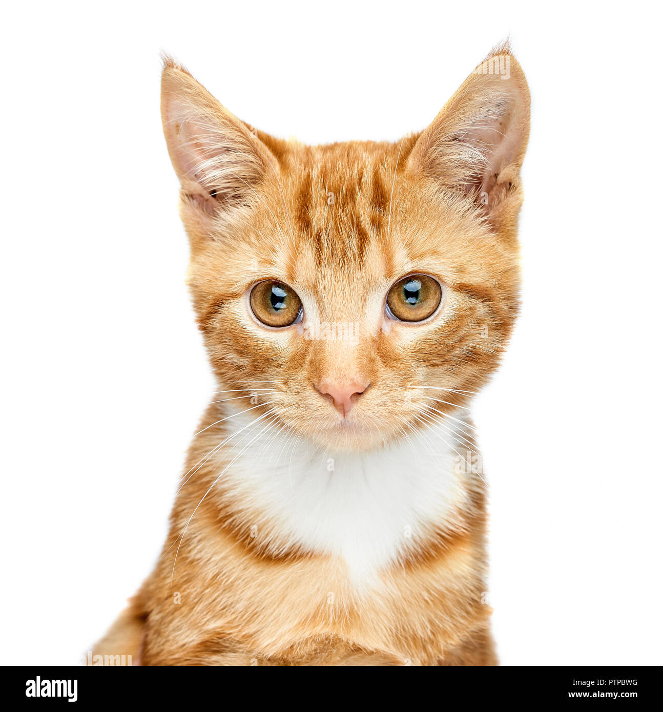 Adorable young ginger red tabby kitten portrait isolated on a white background looking just off camera. Stock Photo