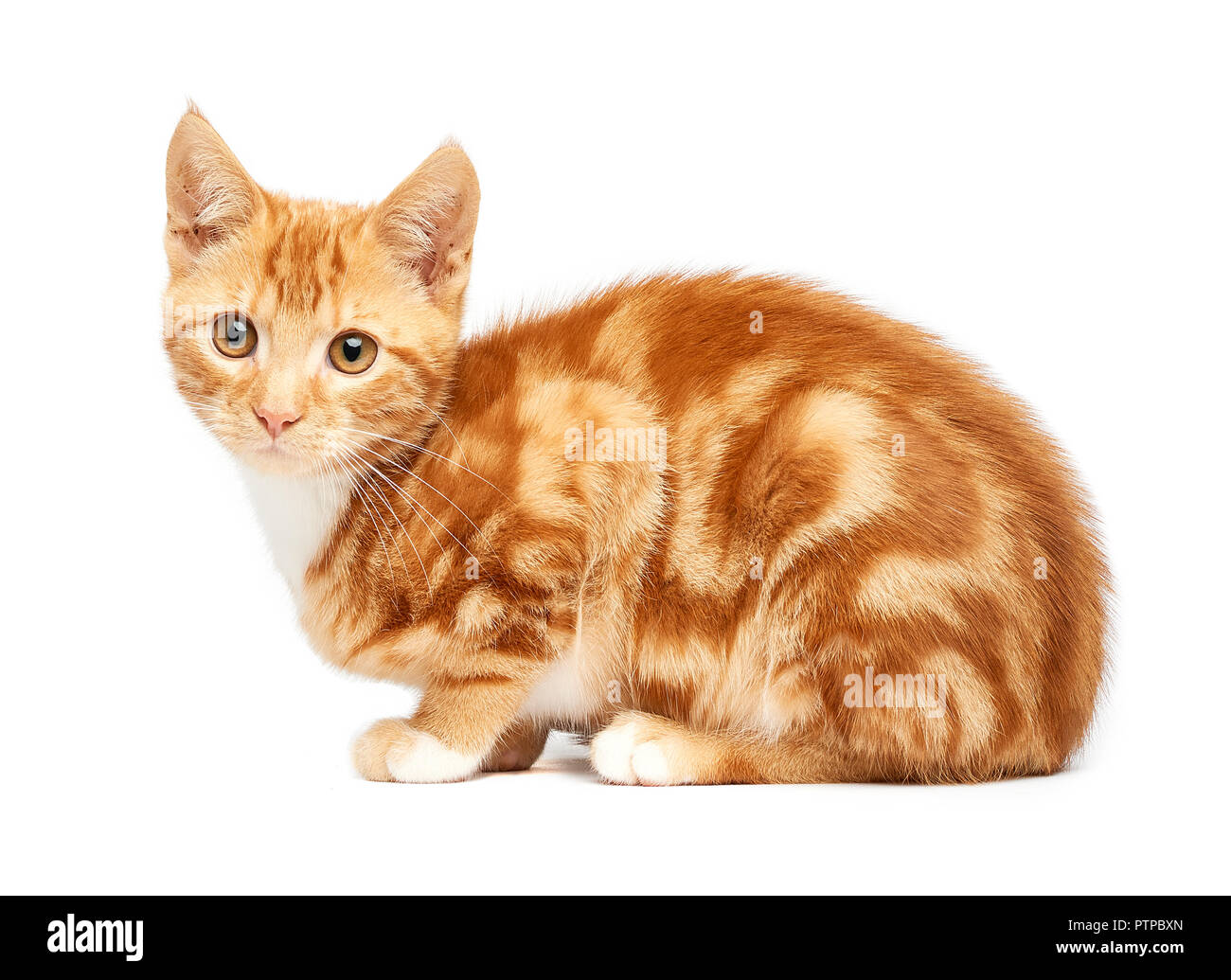 Adorable ginger red tabby striped kitten sitting isolated on white background. Stock Photo