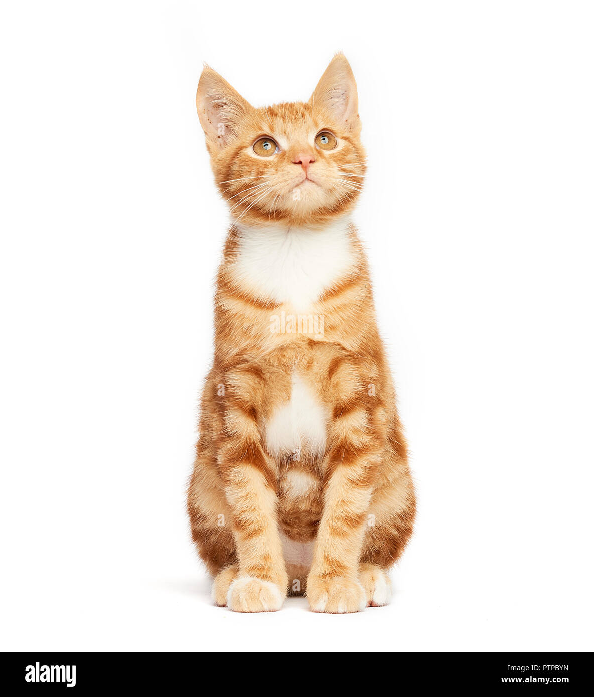 Cute ginger red tabby kitten sitting isolated on a white background looking up. Stock Photo