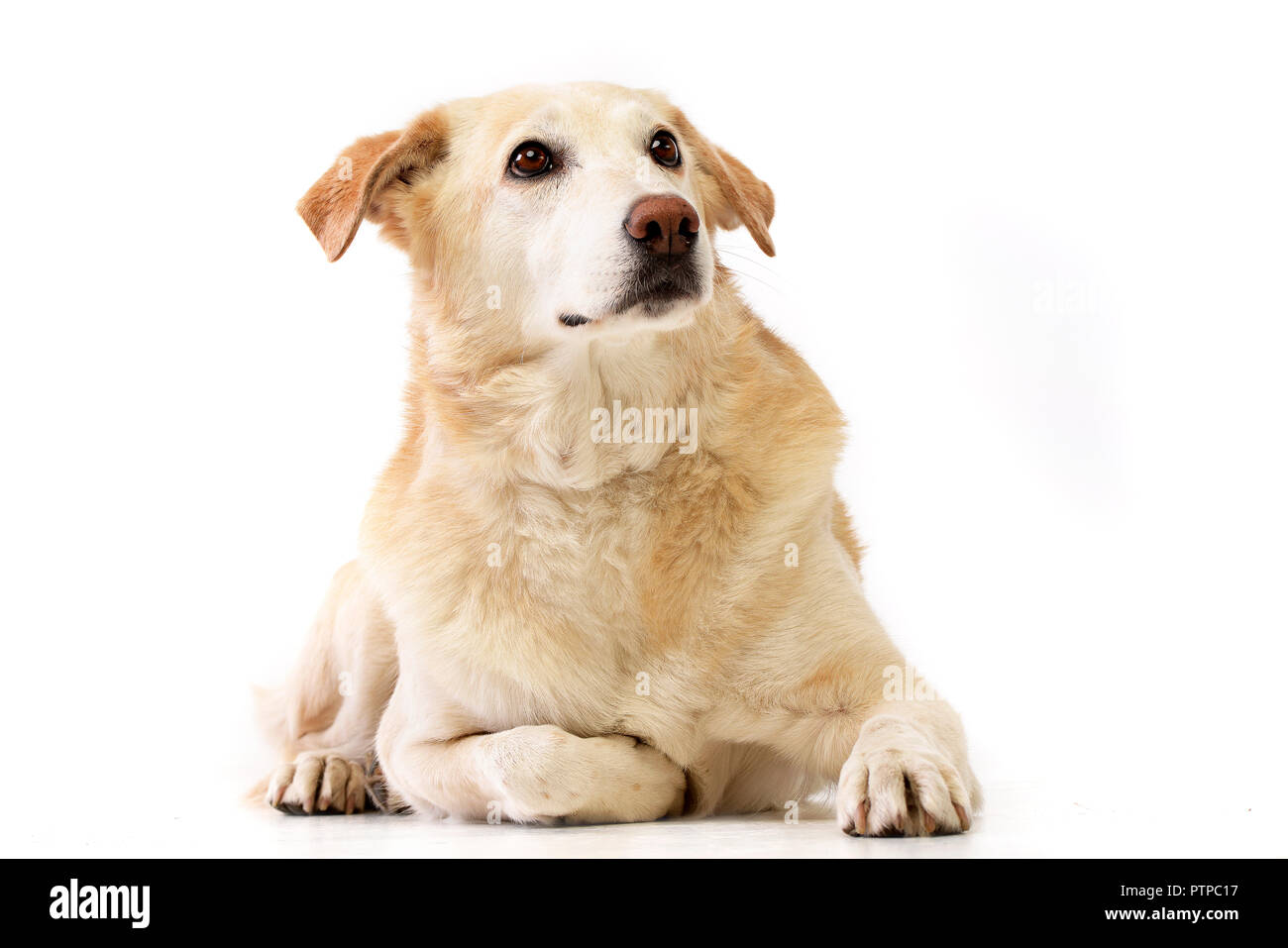 Studio shot of an adorable mixed breed dog lying on white background ...