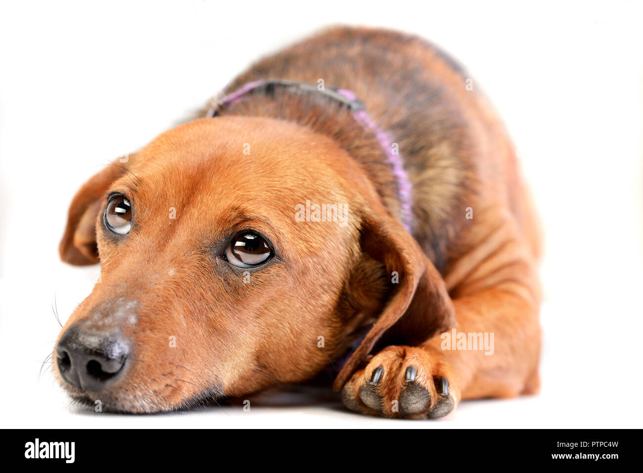 Studio shot of an adorable mixed breed dog lying on white background ...