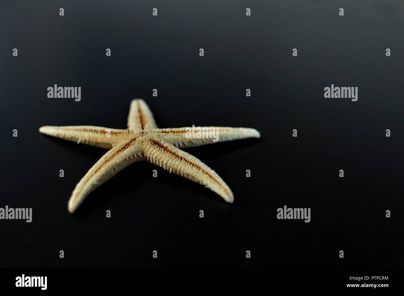 Close up of a yellow starfish isolated on black background. Front view, selective focus, copy space Stock Photo