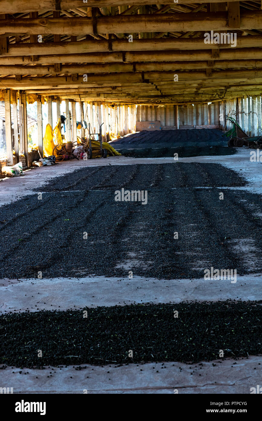 Drying of coffee beans.  Drying of coffee beans. Natural process of drying in the shade of the shed. Stock Photo
