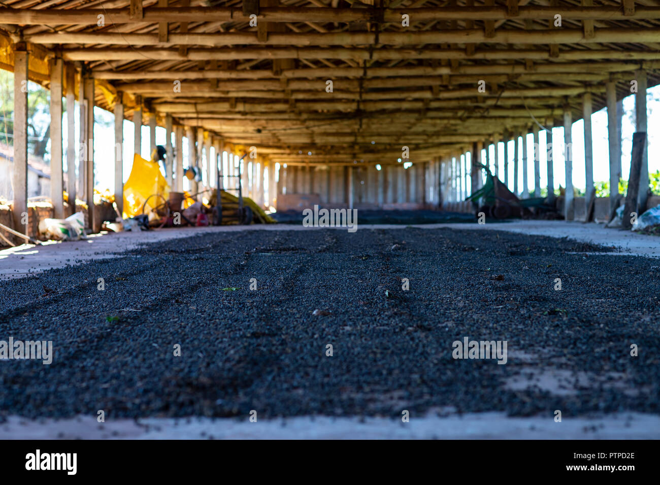 Drying of coffee beans.  Drying of coffee beans. Natural process of drying in the shade of the shed. Stock Photo