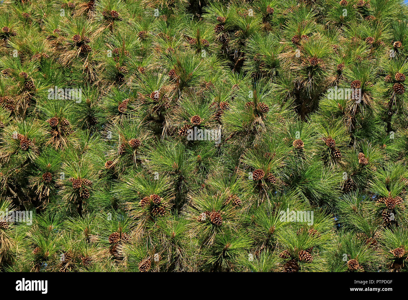 A lot of pine cones hanging on Pine tree in the autumn sunlight of El Calafate, Patagonia, Argentina Stock Photo