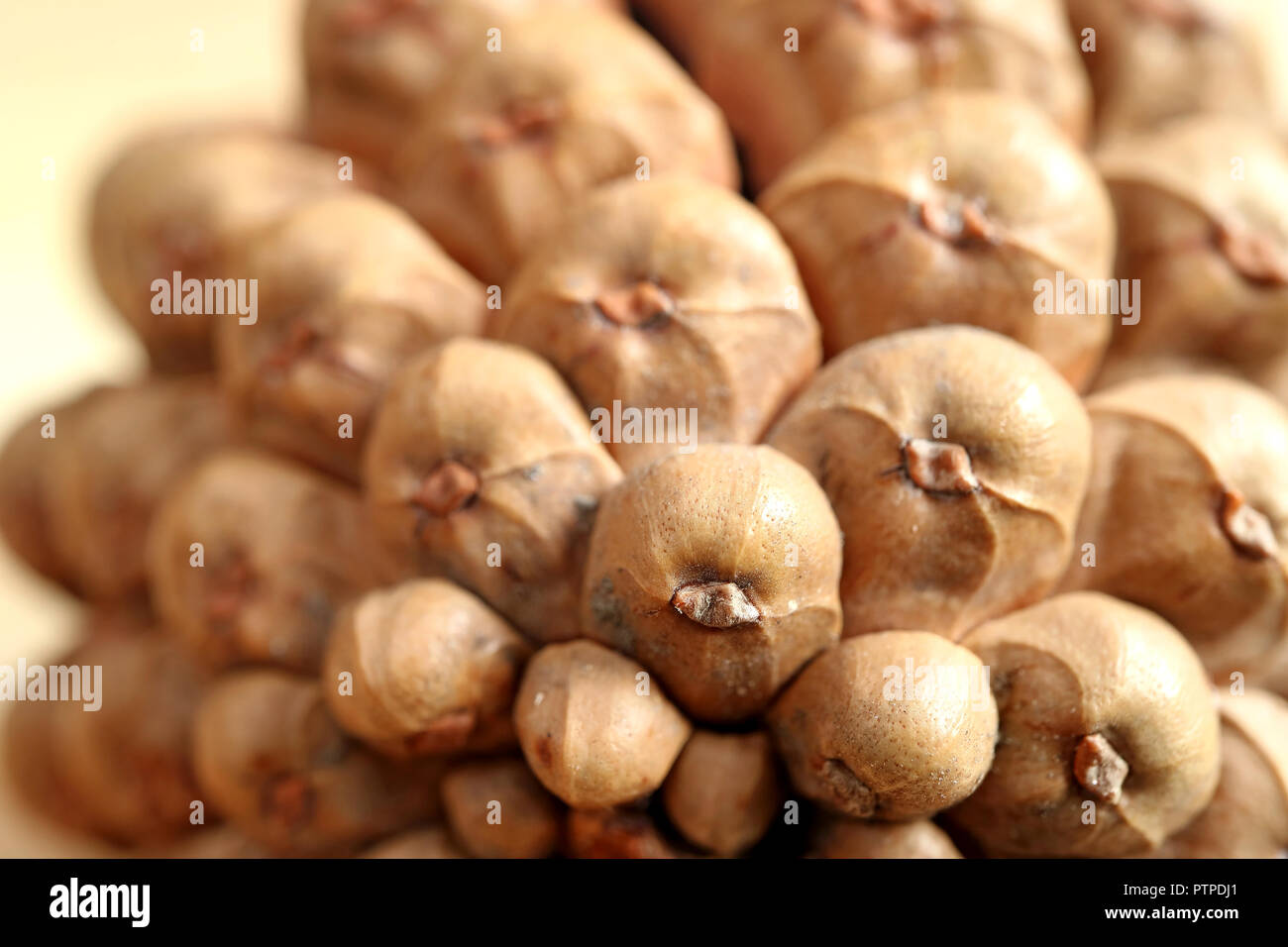 Macro shot of the texture of a natural dry pine cone for pattern or