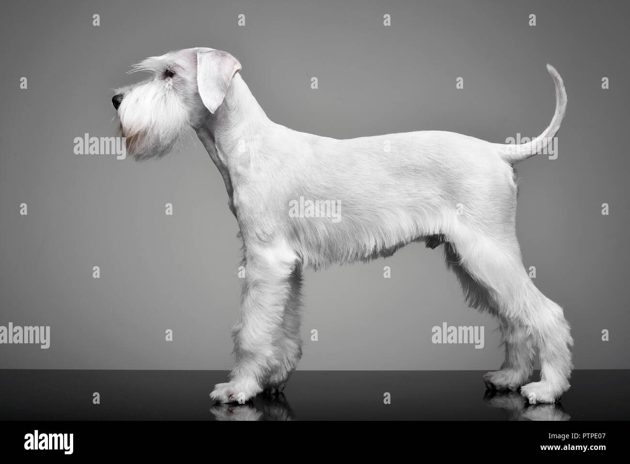 White standard sale schnauzer