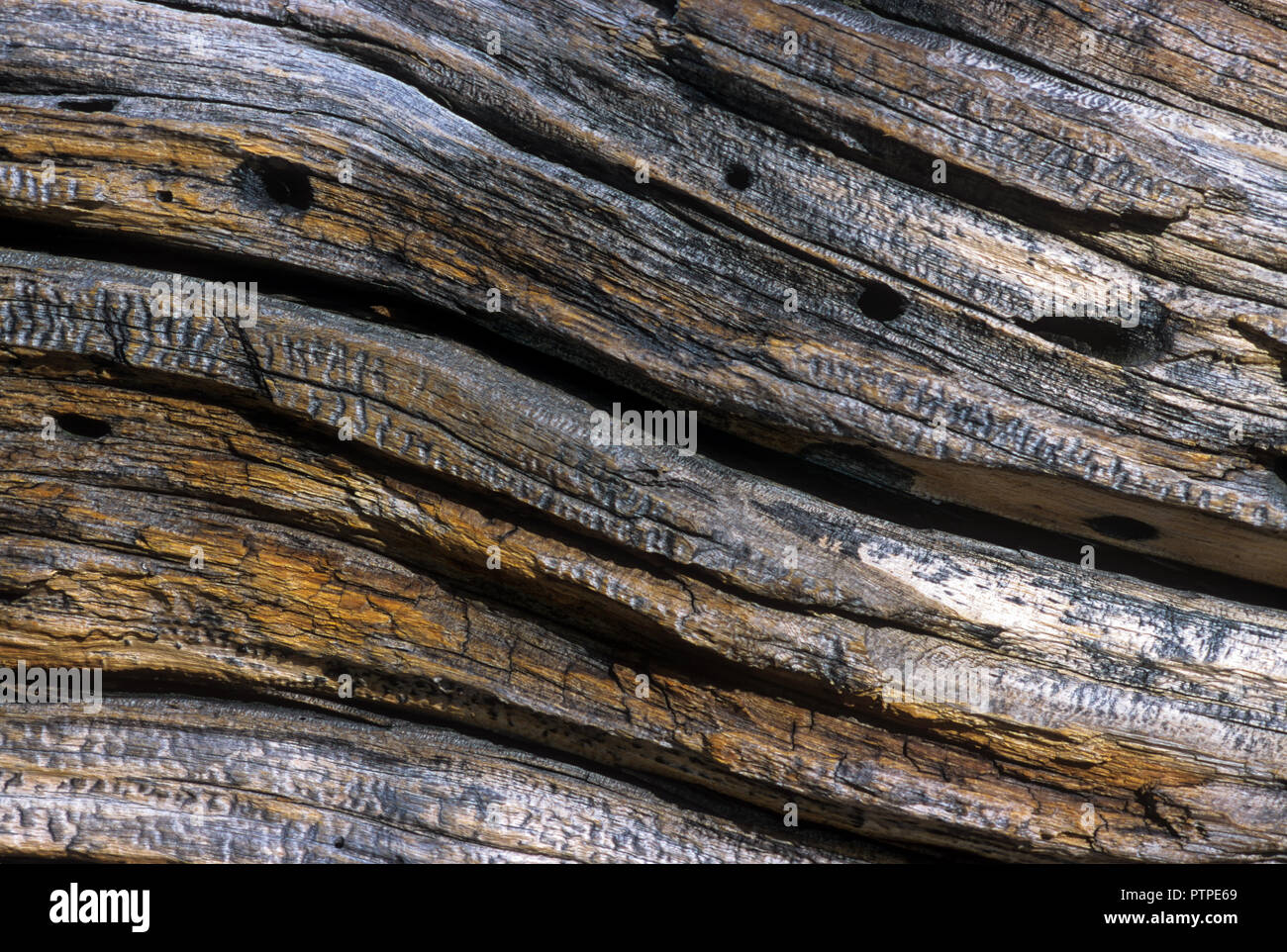 Burned Woodgrain Detail Stock Photo