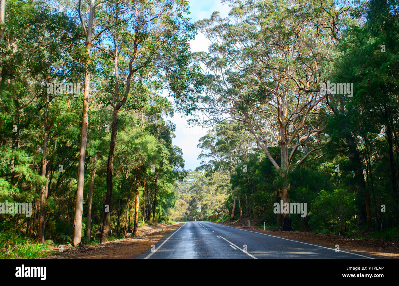 Road leading through a gum tree forest Eucalyptus maculata, Western Australia, Australia Stock Photo