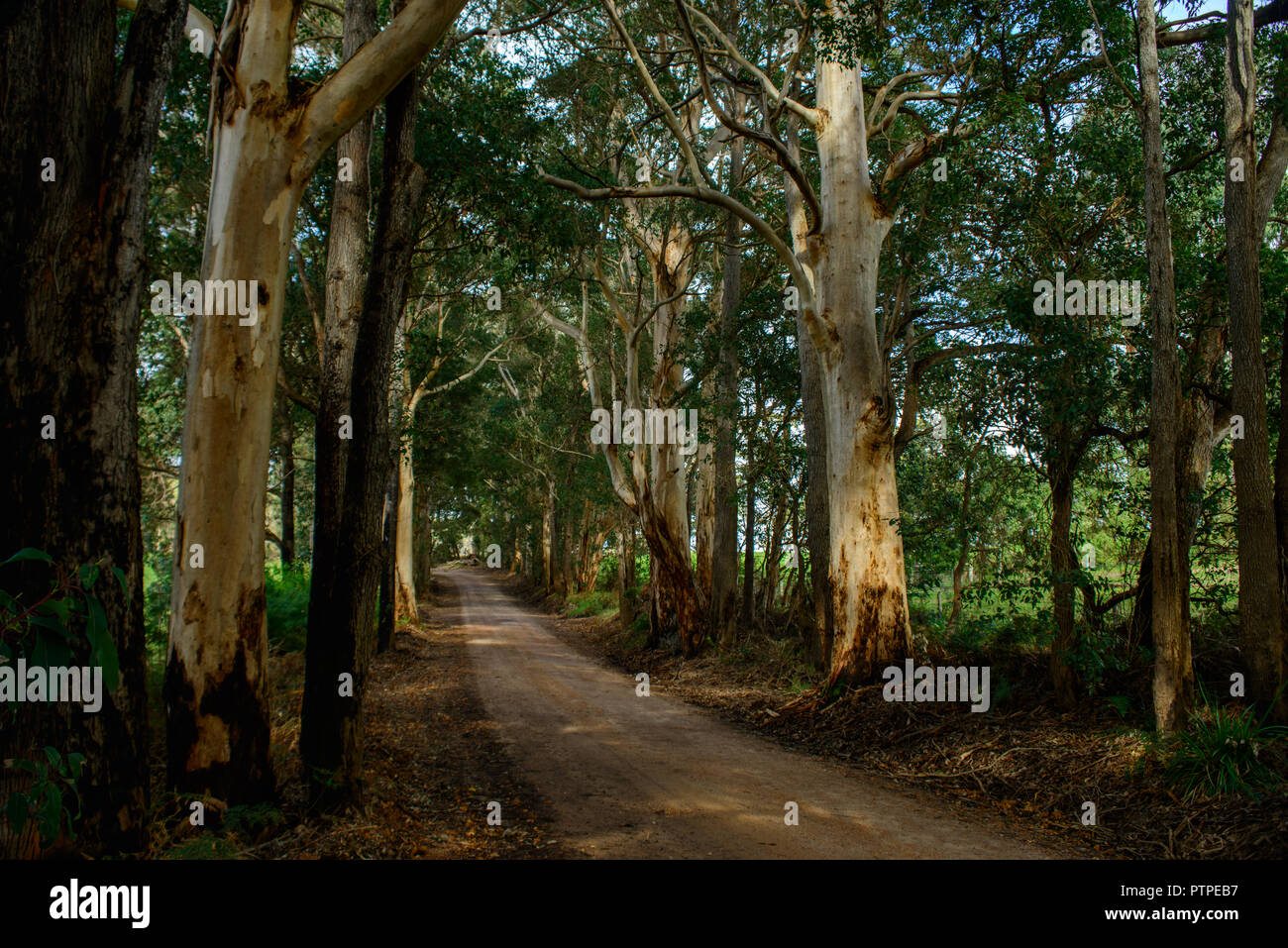 Road leading through a gum tree forest Eucalyptus maculata, Western Australia, Australia Stock Photo