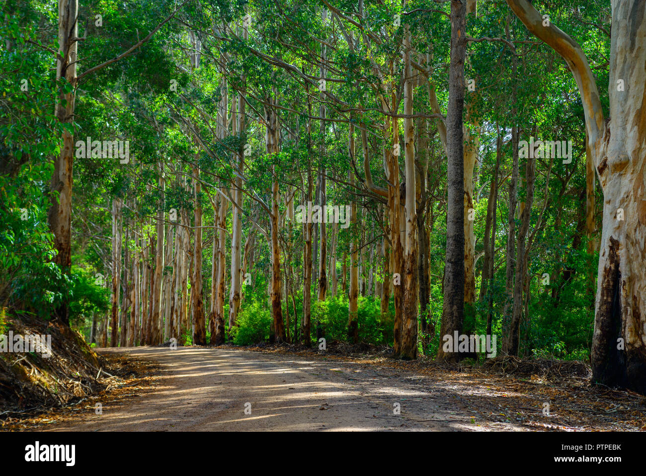 Road leading through a gum tree forest .Eucalyptus maculata, Western Australia, Australia Stock Photo