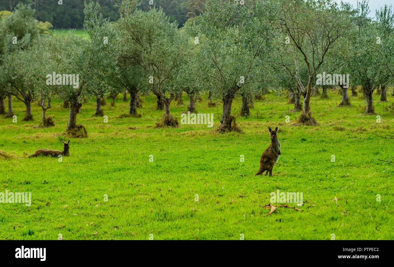 Eastern grey kangaroo (Macropus giganteus) on a green meadow with vinegrapes in the background, Australia Stock Photo