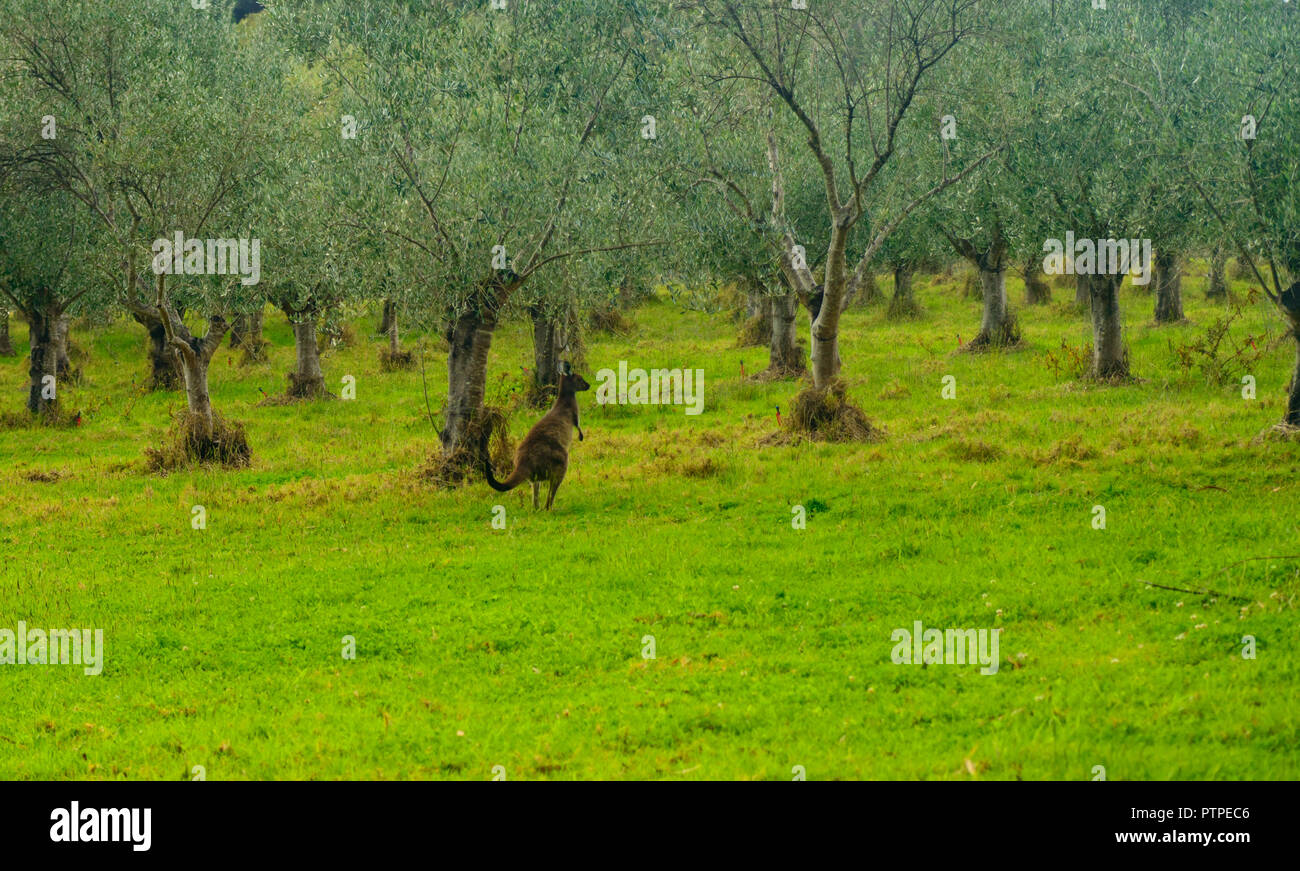 Eastern grey kangaroo (Macropus giganteus) on a green meadow with vinegrapes in the background, Australia Stock Photo