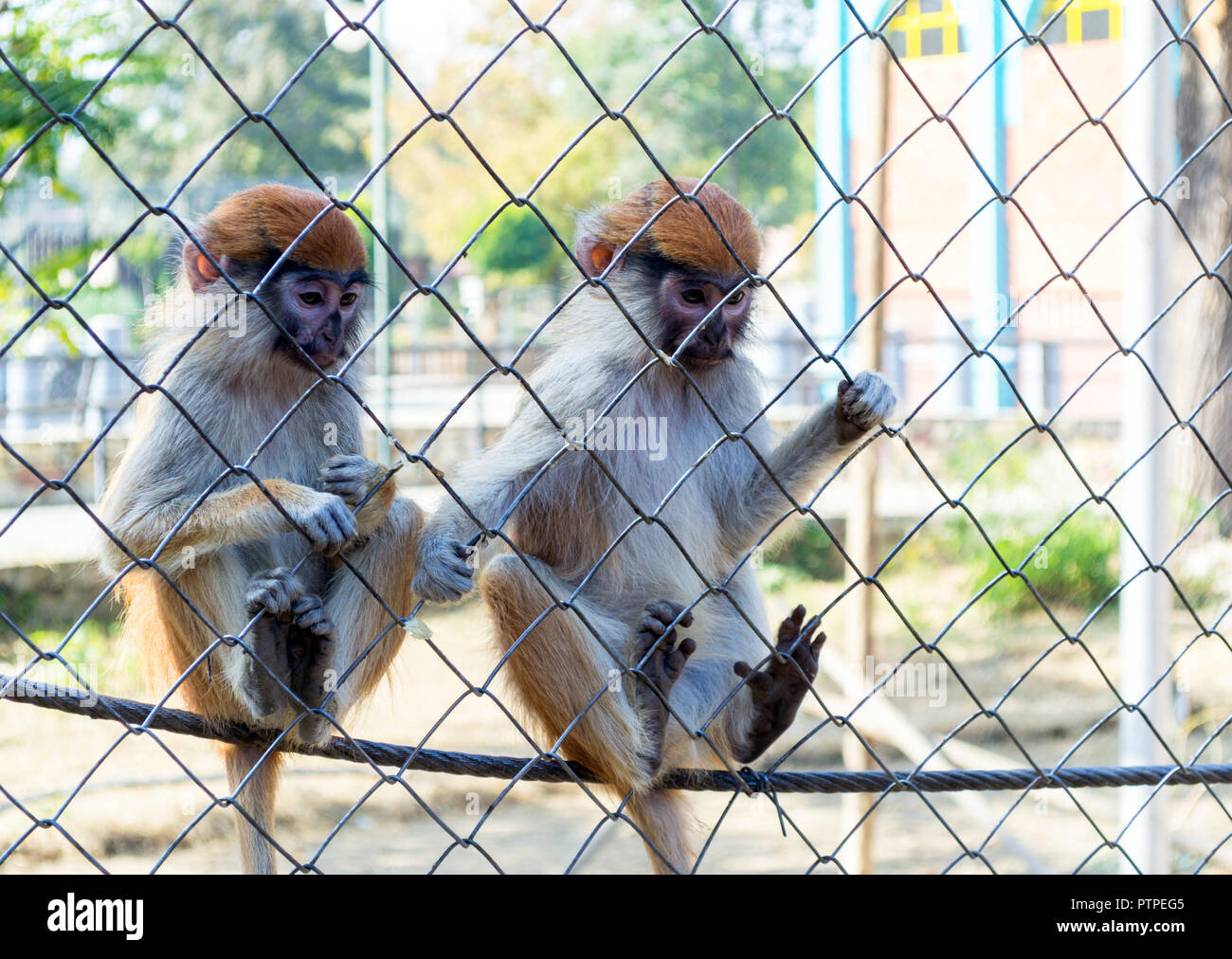Close up photos of monkeys hires stock photography and images Alamy