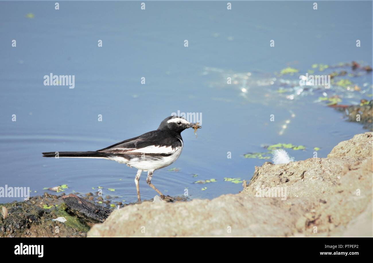 White Browed Wagtail Stock Photo