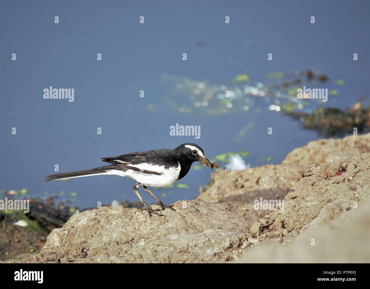 White Browed Wagtail Stock Photo