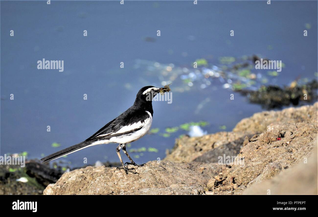 White Browed Wagtail Stock Photo