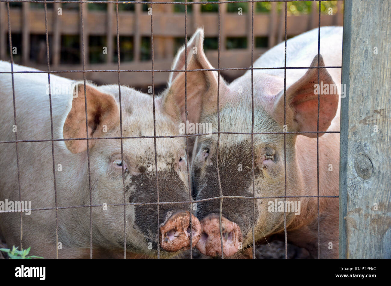 Pig pen hires stock photography and images Alamy