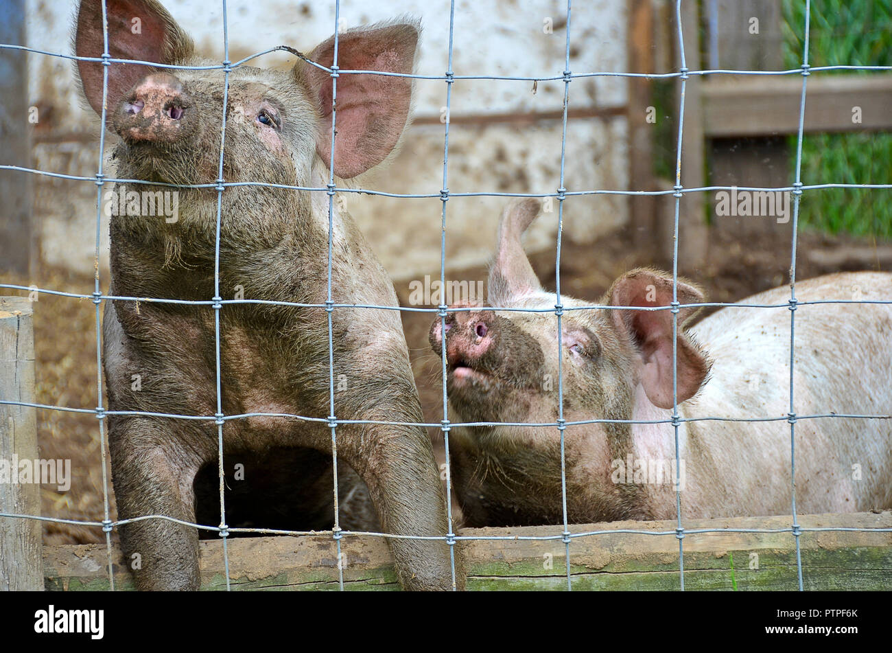Pair dirty pigs in pigpen Stock Photo Alamy