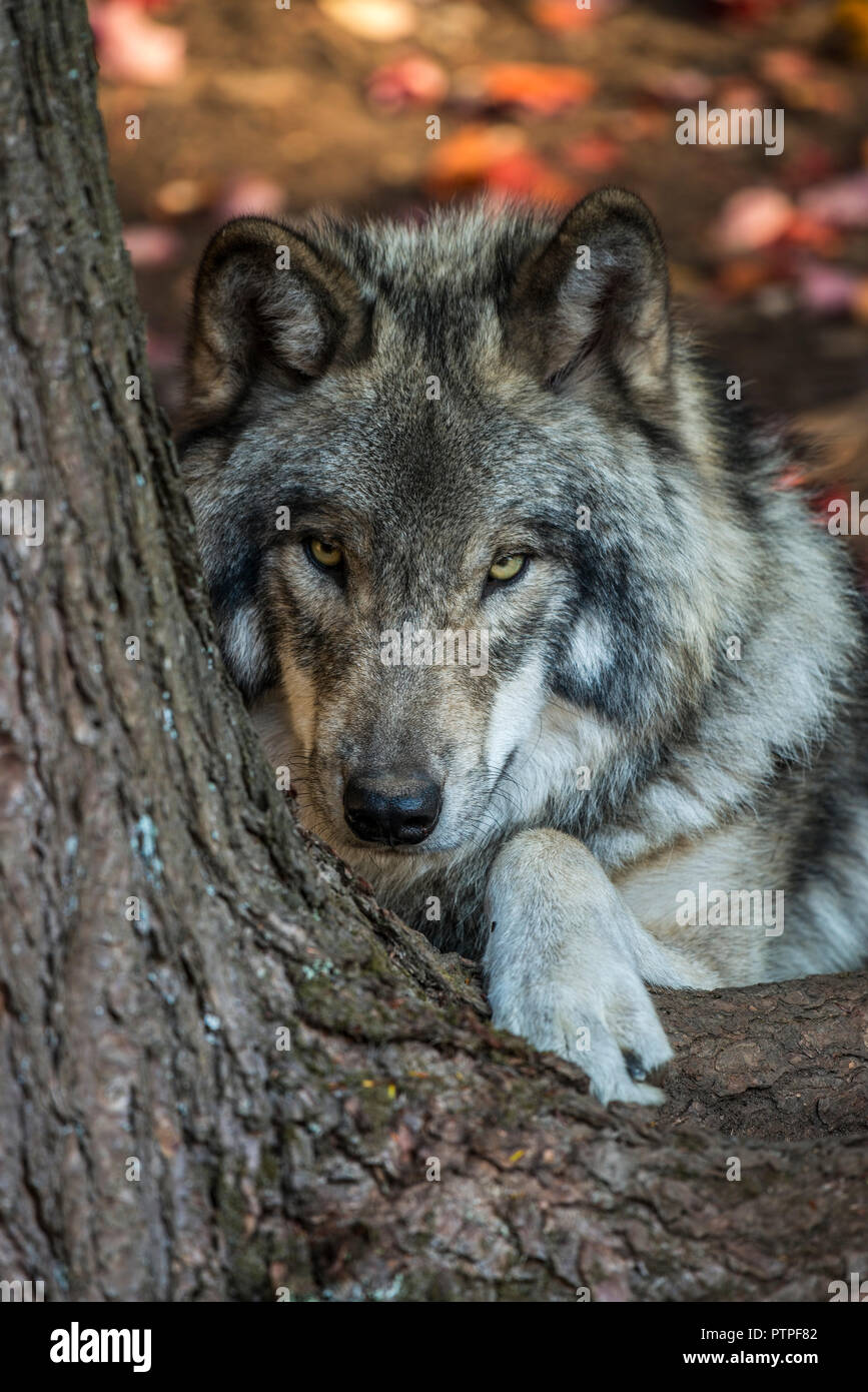 Timber Wolf laying down next to a tree trunk. Stock Photo