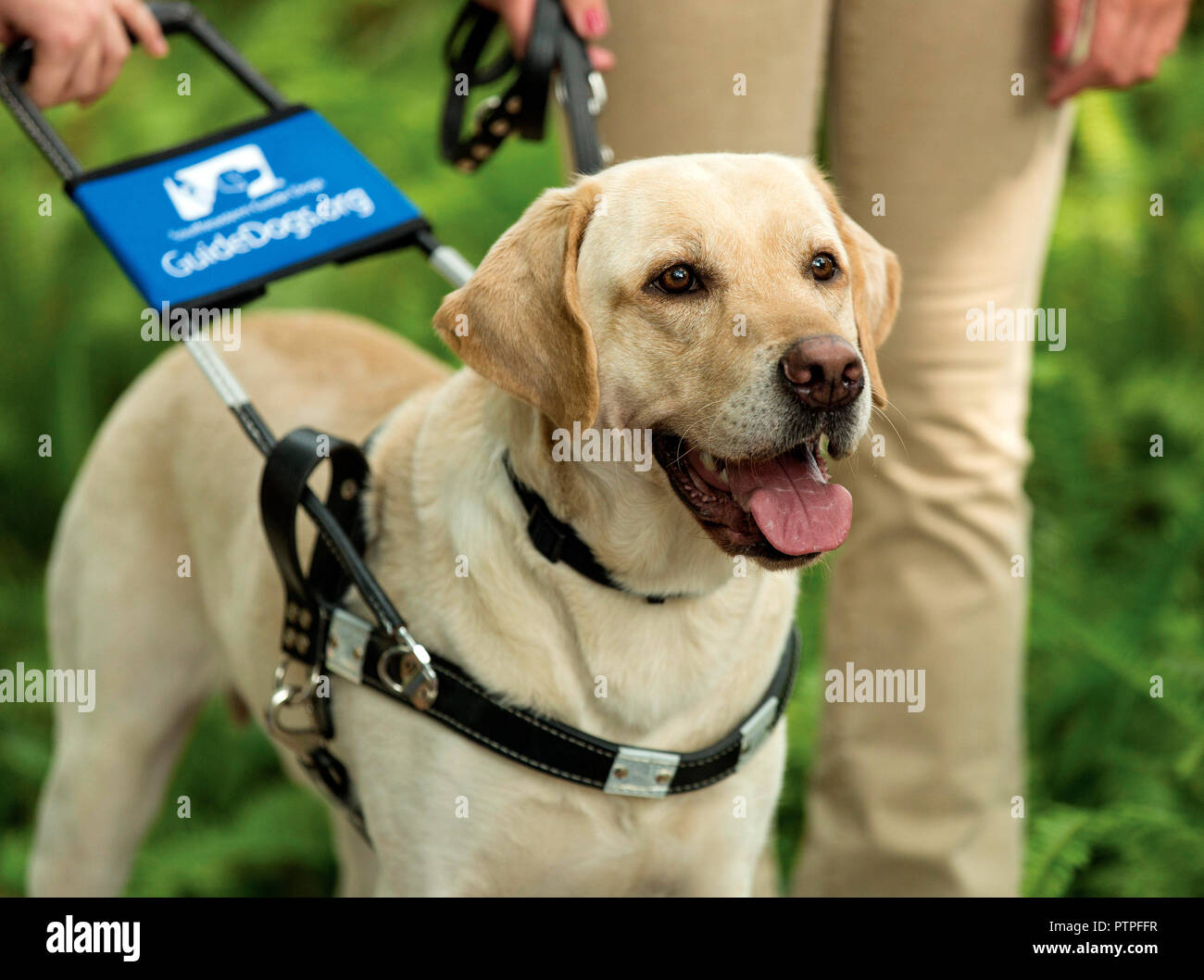 Chien Guide Daveugle Stock Photos Chien Guide Daveugle