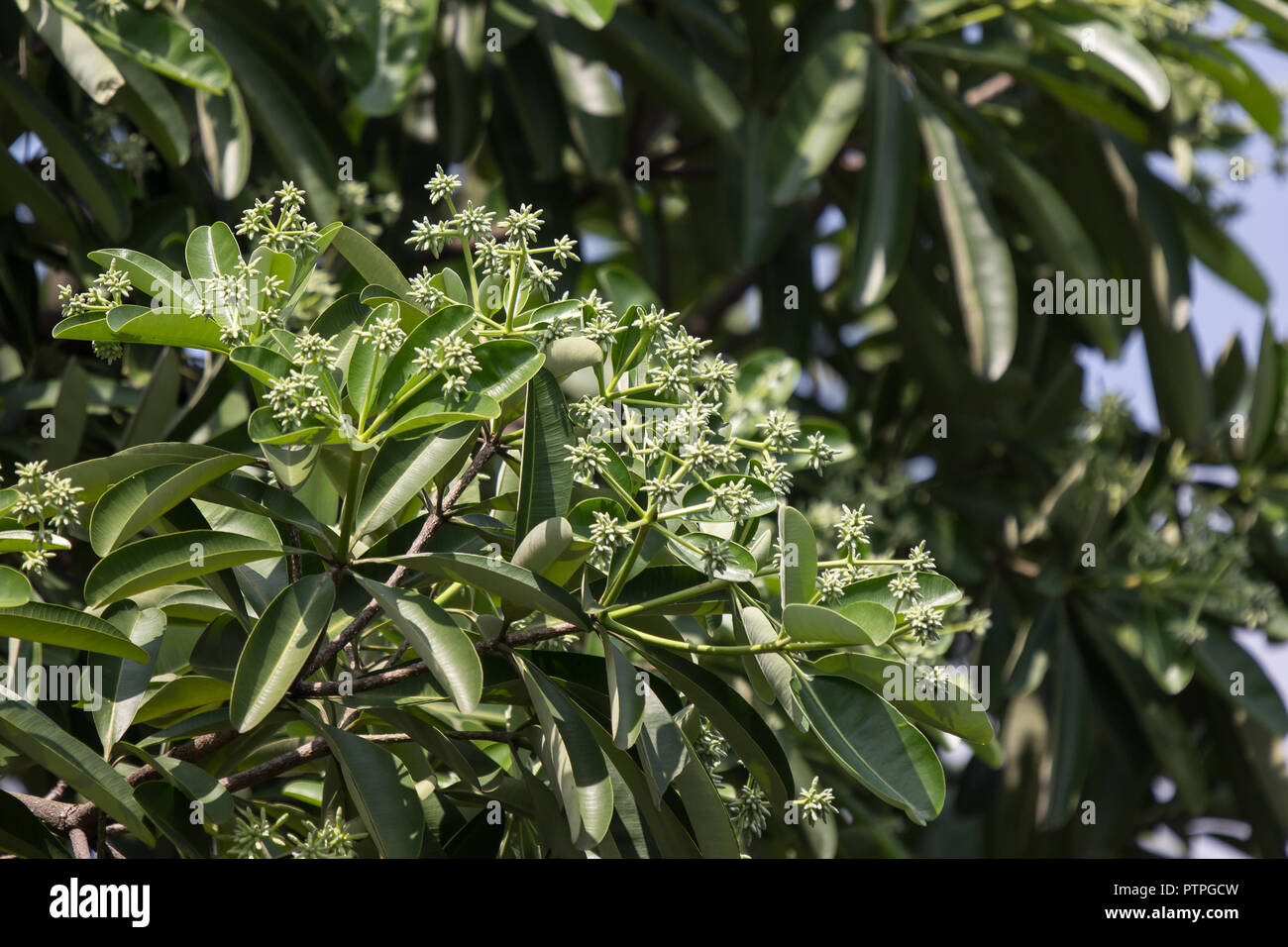 Green Flower of Blackboard Tree or Devil Tree Stock Photo - Alamy