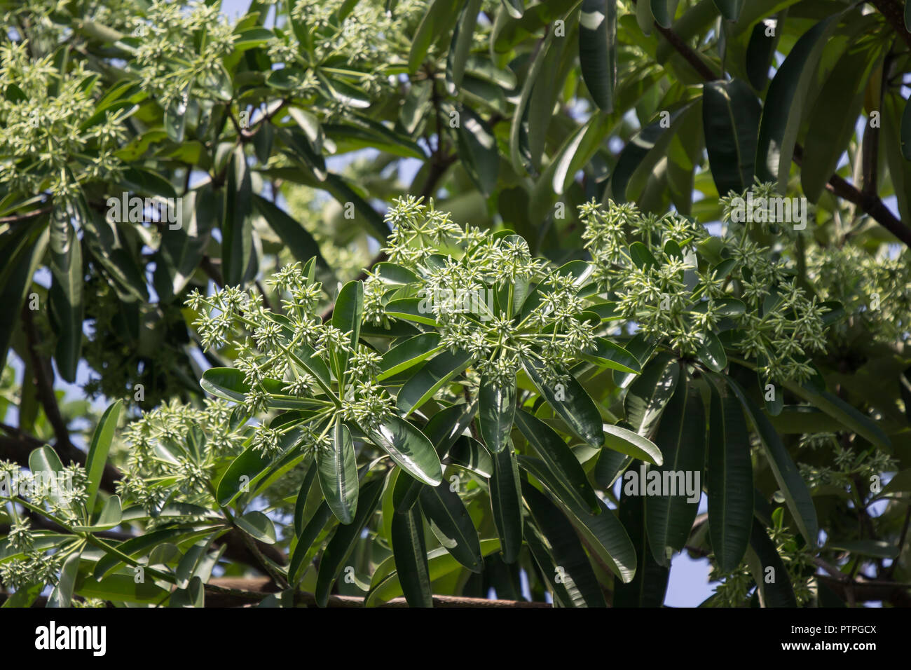 Green Flower of Blackboard Tree or Devil Tree Stock Photo - Alamy