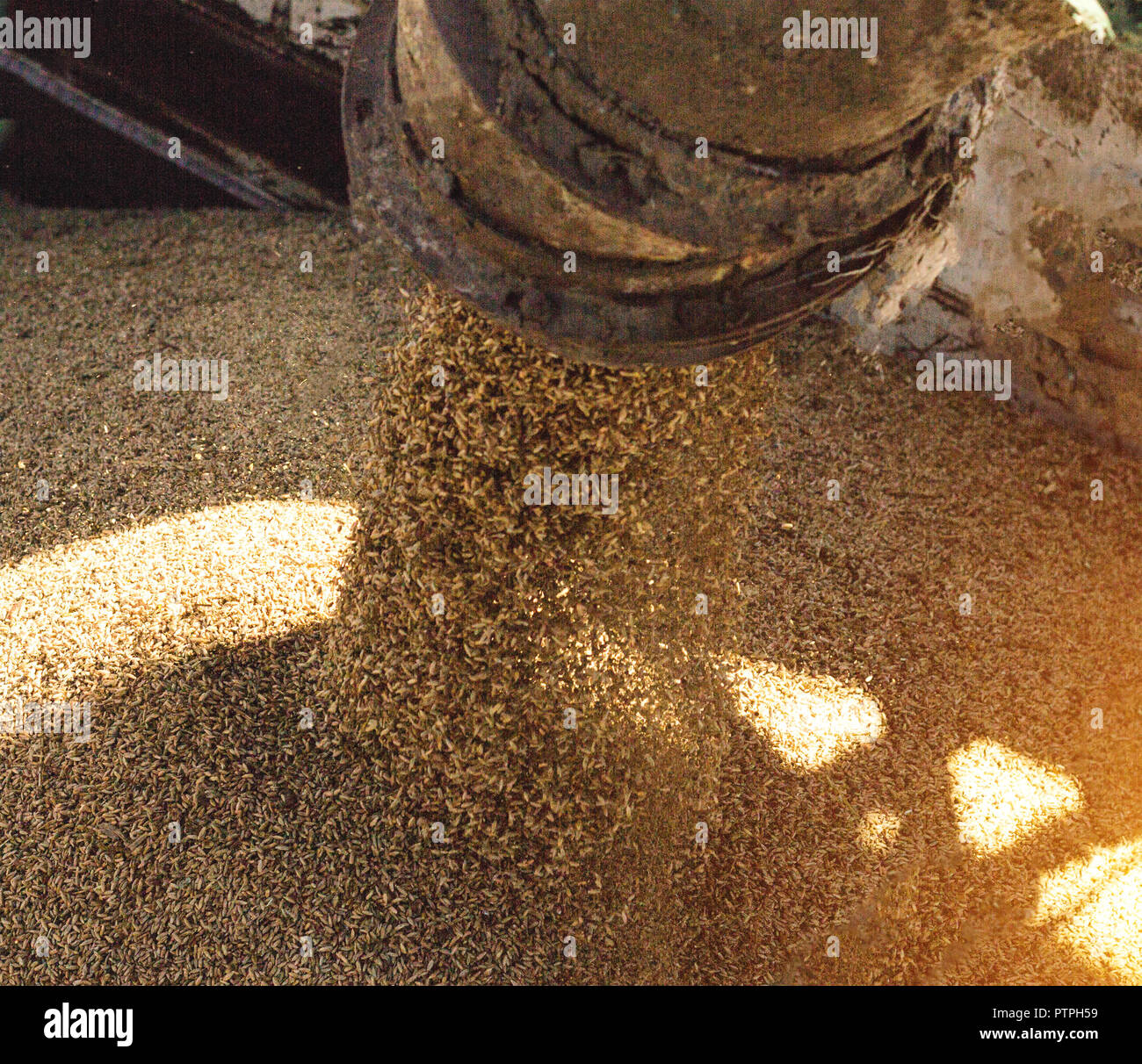 plant for processing and storing grain, loading grain into a truck body