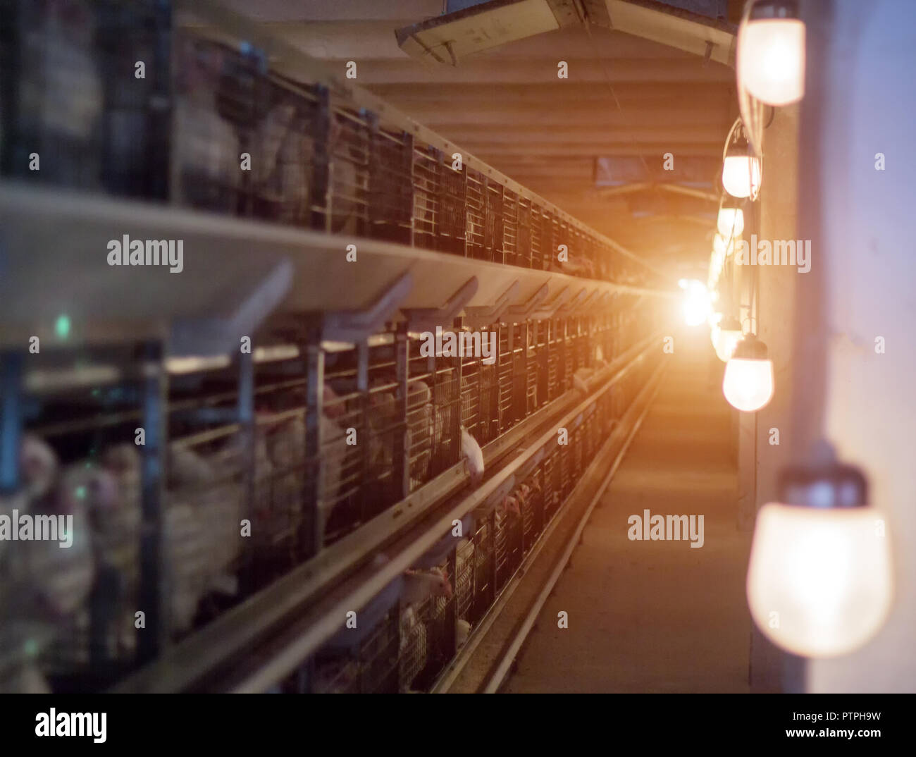 Broiler chickens hires stock photography and images Alamy