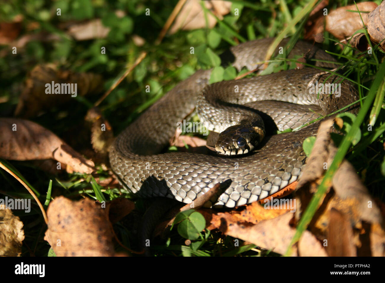 Natrix is a genus of colubrid snakes, grass snakes or water snakes, resting in the sun between the grass and the leaves Stock Photo