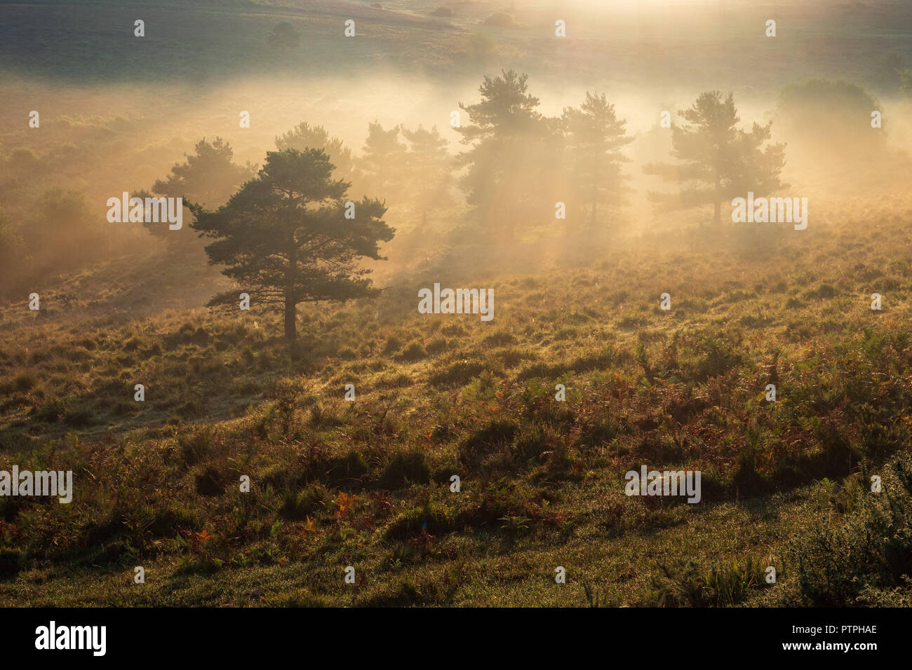 First light at Ashdown Forest Stock Photo