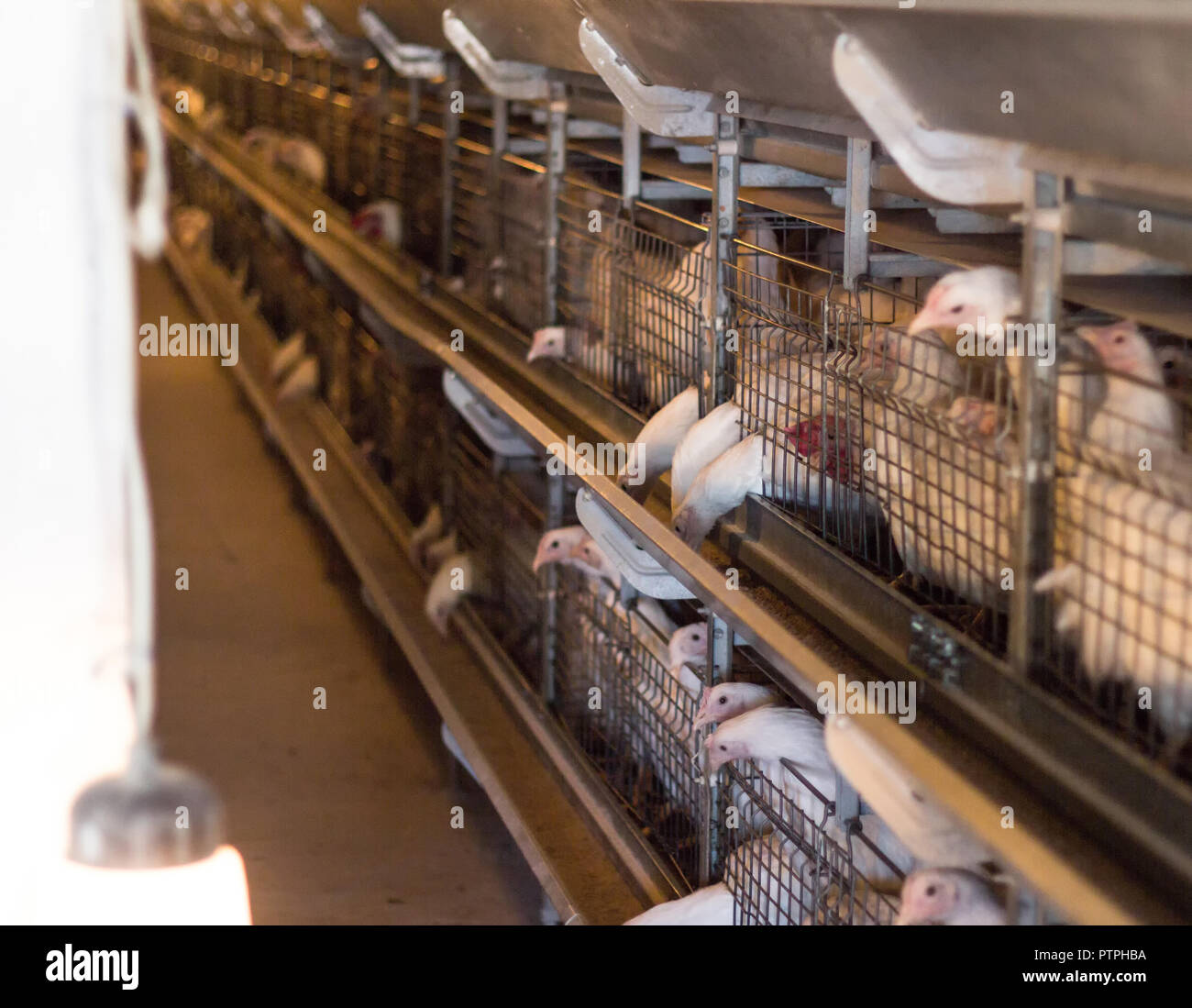 Breeding broiler chickens and chickens, broiler chickens sit behind bars in the hut, poultry house, hencoop Stock Photo