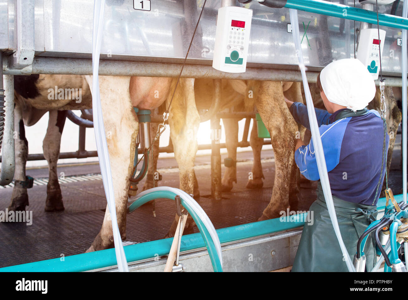 A milkmaid girl connects modern equipment for milking a cow, produces milking cows, the sun, dairymaid Stock Photo