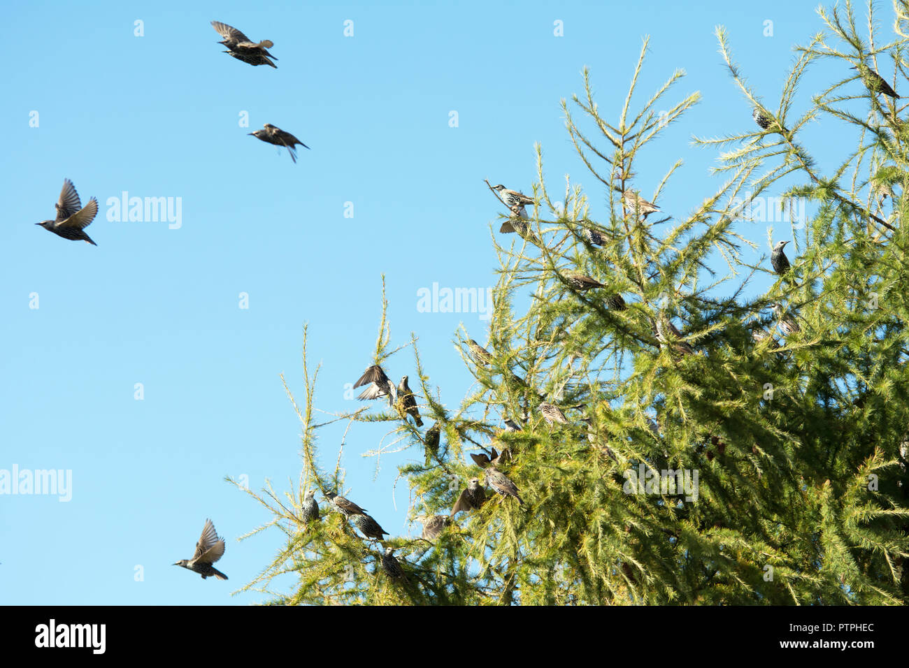 Flock of starlings flying off a larch tree Stock Photo