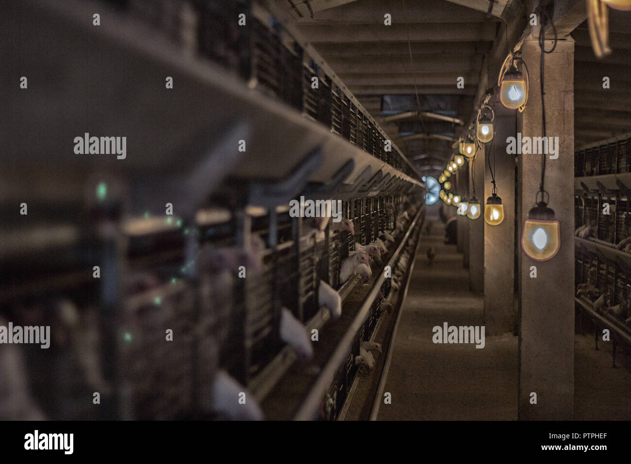 Modern chicken coop in which broiler chickens are bred for consumption