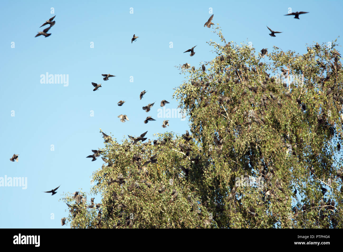 Flock of starlings sitting on a birch tree and flying around it Stock Photo
