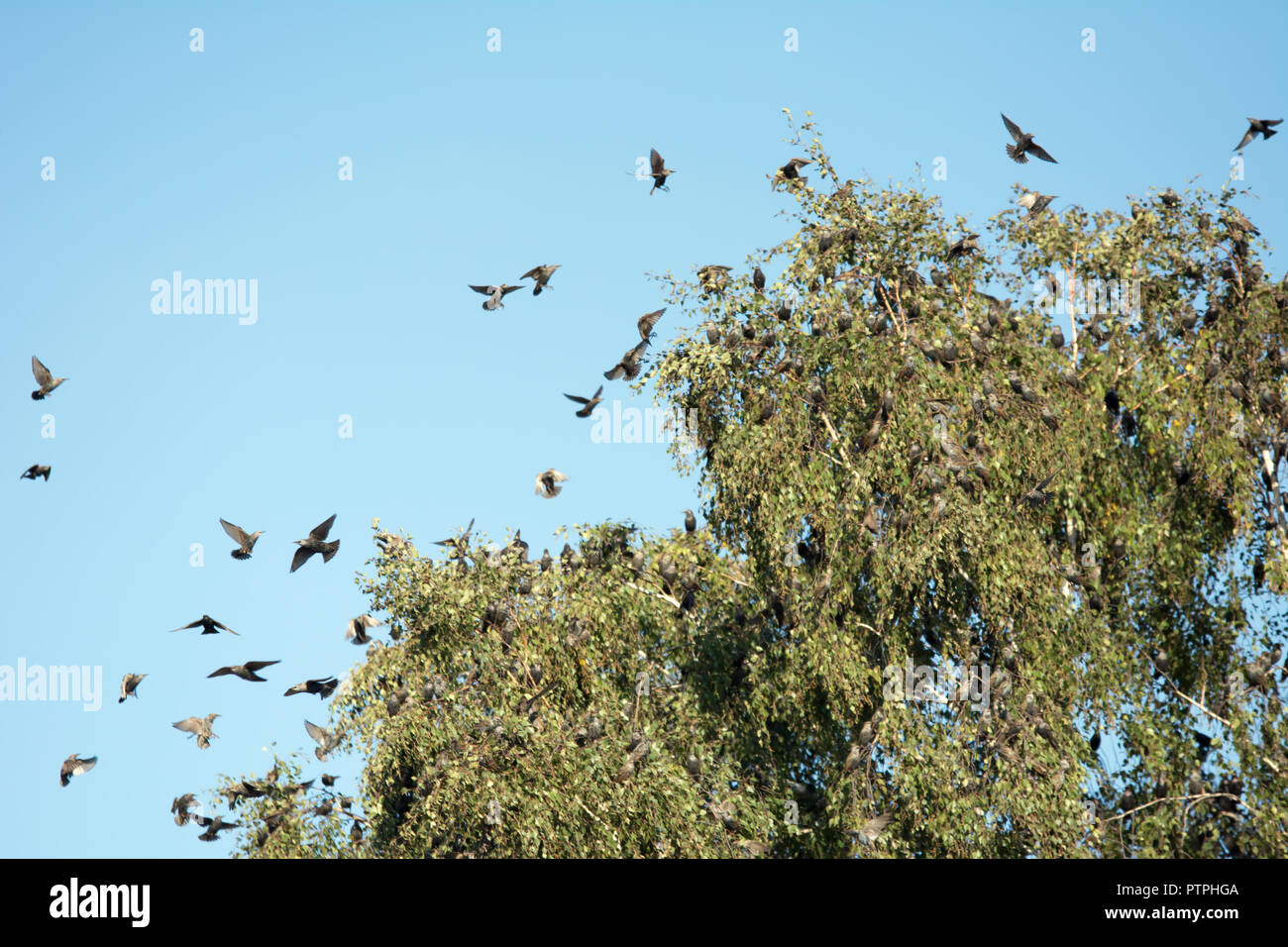 Flock of starlings sitting on a birch tree and flying around it Stock Photo