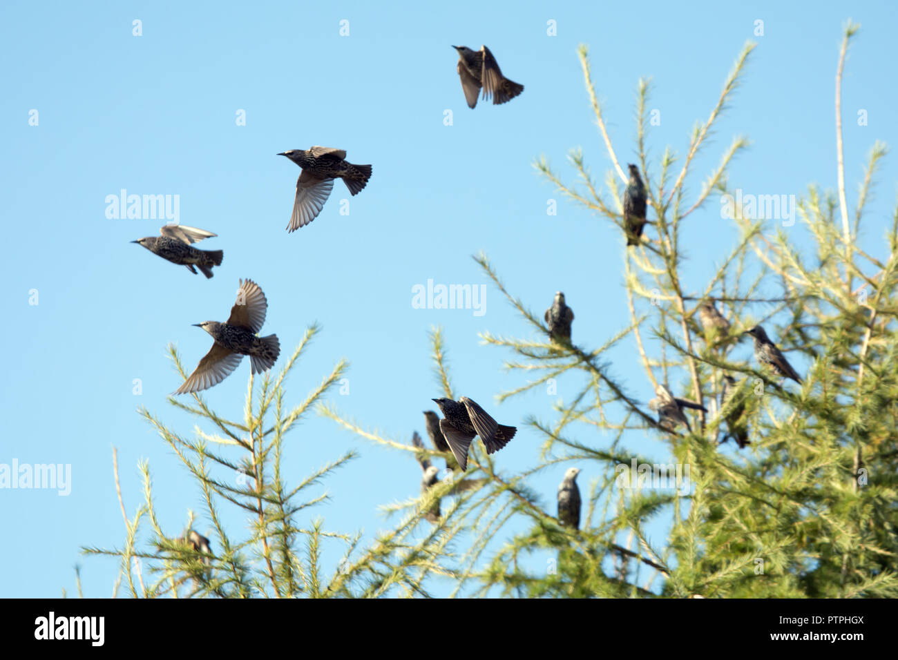 A few starling birds flying away from a larch tree, the rest sitting on